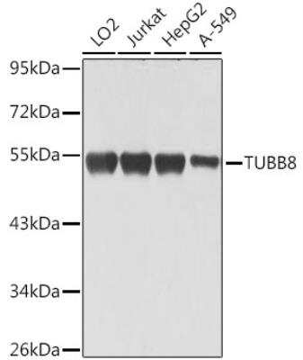 Western Blot: TUBB8 AntibodyBSA Free [NBP3-05594]