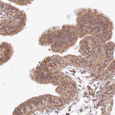 Immunohistochemistry-Paraffin: TUBGCP2 Antibody [NBP1-81841]