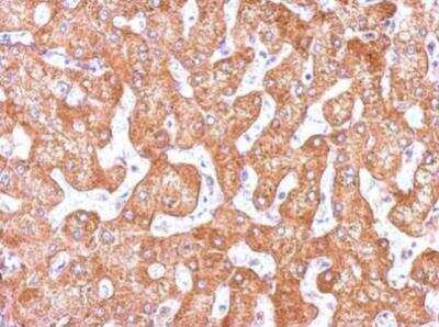 Immunohistochemistry-Paraffin: TUBGCP2 Antibody [NBP2-53097]