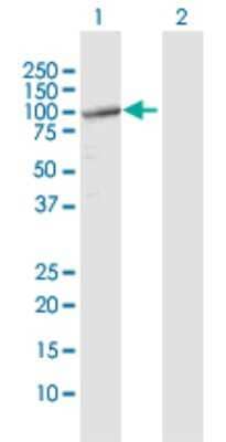 Western Blot: TUBGCP2 Antibody [H00010844-D01P]