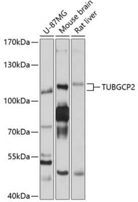 Western Blot: TUBGCP2 AntibodyBSA Free [NBP2-93414]