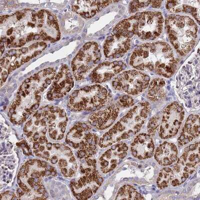 Immunohistochemistry-Paraffin: TUBGCP3 Antibody [NBP1-92547]