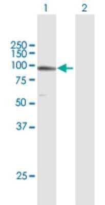 Western Blot: TUBGCP3 Antibody [H00010426-B03P]