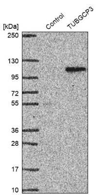 Western Blot: TUBGCP3 Antibody [NBP1-92547]