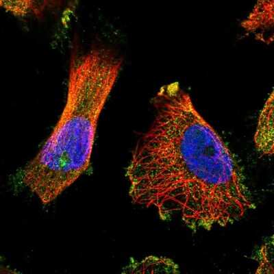 Immunocytochemistry/ Immunofluorescence: TUBGCP5 Antibody [NBP2-55676]