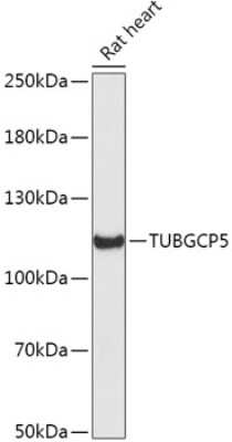 Western Blot: TUBGCP5 AntibodyAzide and BSA Free [NBP2-94420]