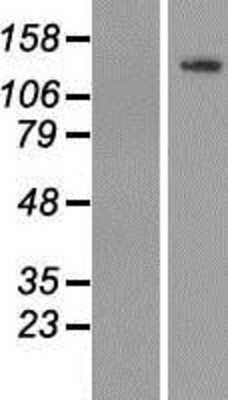 Western Blot: TUBGCP5 Overexpression Lysate [NBP2-05843]