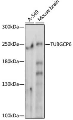 Western Blot: TUBGCP6 AntibodyAzide and BSA Free [NBP2-94428]