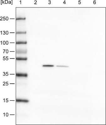 Western Blot: TUFM Antibody (CL2242) [NBP2-36751]
