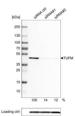 Western Blot: TUFM Antibody (CL2242) [NBP2-36751]