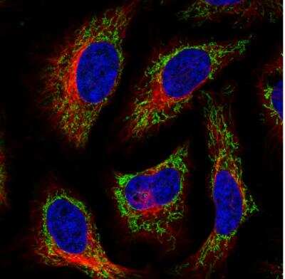 Immunocytochemistry/ Immunofluorescence: TUFM Antibody (CL2243) [NBP2-36752]