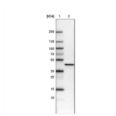 Western Blot: TUFM Antibody (CL2243) [NBP2-36752]