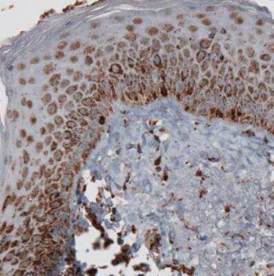 Immunohistochemistry-Paraffin: TUFM Antibody (CL2245) [NBP2-36753]