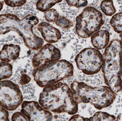 Immunohistochemistry-Paraffin: TUFM Antibody (CL2245) [NBP2-36753]