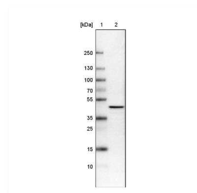 Western Blot: TUFM Antibody (CL2245) [NBP2-36753]