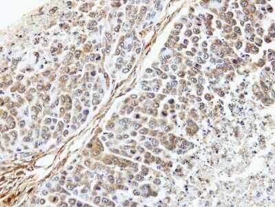 Immunohistochemistry-Paraffin: TUFM Antibody [NBP1-32051]