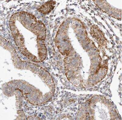 Immunohistochemistry-Paraffin: TUFM Antibody [NBP1-84889]