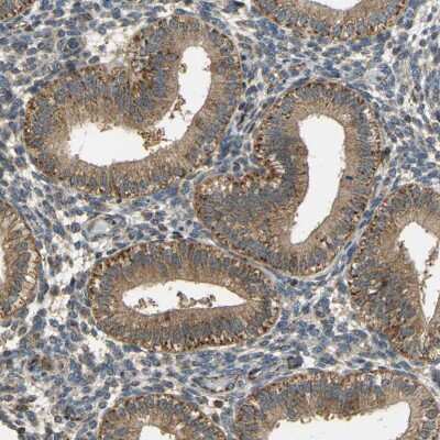Immunohistochemistry-Paraffin: TUFM Antibody [NBP1-84890]