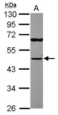 Western Blot: TUFM Antibody [NBP1-32051]