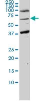 Western Blot: TUG Antibody (3D10-1D11) [H00079058-M01]