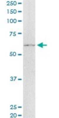 Western Blot: TUG Antibody (3D10-1D11) [H00079058-M01]