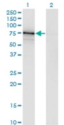 Western Blot: TUG Antibody (3D10-1D11) [H00079058-M01]