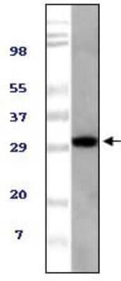 Western Blot: TUG Antibody (4A11A6G11)BSA Free [NBP1-47360]