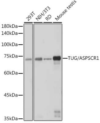 Western Blot: TUG Antibody (8I0U8) [NBP3-15475]