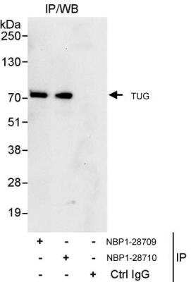 Immunoprecipitation: TUG Antibody [NBP1-28709]