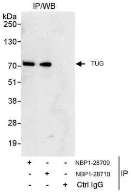 Immunoprecipitation: TUG Antibody [NBP1-28710]