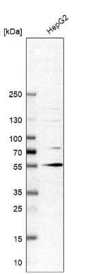 Western Blot: TUG Antibody [NBP1-90079]