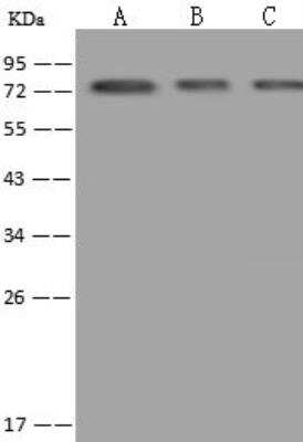 Western Blot: TUG Antibody [NBP3-12632]