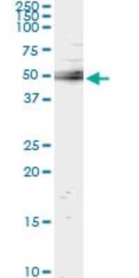 Immunoprecipitation: TULA/STS-2 Antibody (4D2) [H00053347-M01]