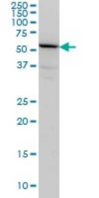 Western Blot: TULP2 Antibody (2B5) [H00007288-M03]