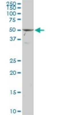 Western Blot: TULP2 Antibody (2B5) [H00007288-M03]