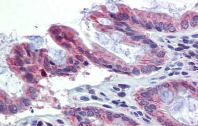 Immunohistochemistry: TULP2 Antibody [NBP3-10473]