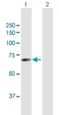 Western Blot: TULP2 Antibody [H00007288-B01P]