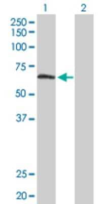 Western Blot: TULP2 Antibody [H00007288-D01P]