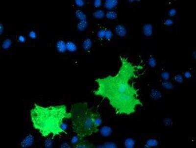 Immunocytochemistry/ Immunofluorescence: TULP3 Antibody (OTI7B8) [NBP2-01671]
