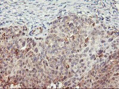 Immunohistochemistry-Paraffin: TULP3 Antibody (OTI7B8) [NBP2-01671]