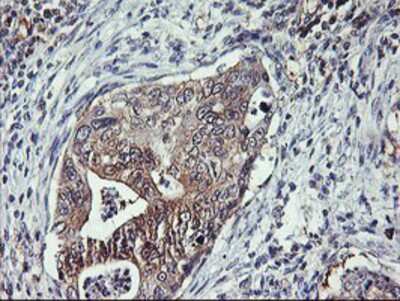 Immunohistochemistry-Paraffin: TULP3 Antibody (OTI7B8) [NBP2-01671]