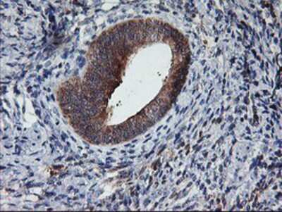 Immunohistochemistry-Paraffin: TULP3 Antibody (OTI7B8) [NBP2-01671]