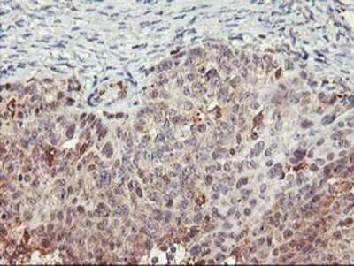 Immunohistochemistry: TULP3 Antibody (OTI7B8) - Azide and BSA Free [NBP2-74721]