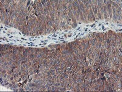 Immunohistochemistry: TULP3 Antibody (OTI7B8) - Azide and BSA Free [NBP2-74721]