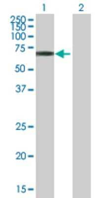 Western Blot: TULP3 Antibody [H00007289-B01P]