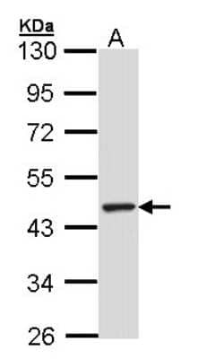 Western Blot: TULP3 Antibody [NBP1-33201]