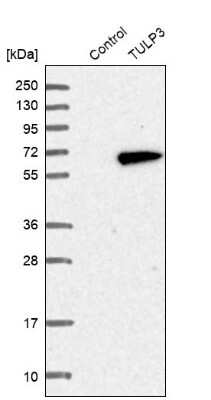 Western Blot: TULP3 Antibody [NBP1-86897]