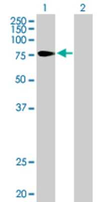 Western Blot: TULP4 Antibody [H00056995-B01P]