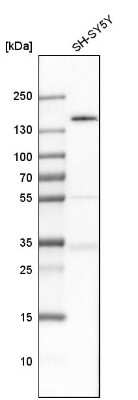 Western Blot: TULP4 Antibody [NBP1-92546]