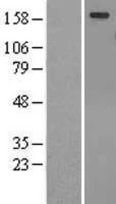 Western Blot: TULP4 Overexpression Lysate [NBL1-17453]